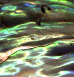 new zealand Paua abalone Carving material Art Bali Indonesia