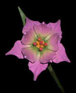 wood flowers by art export bali indonesia